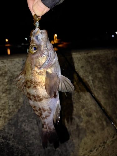 イワシの釣果