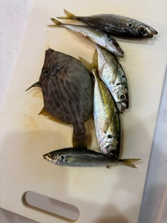 カワハギの釣果