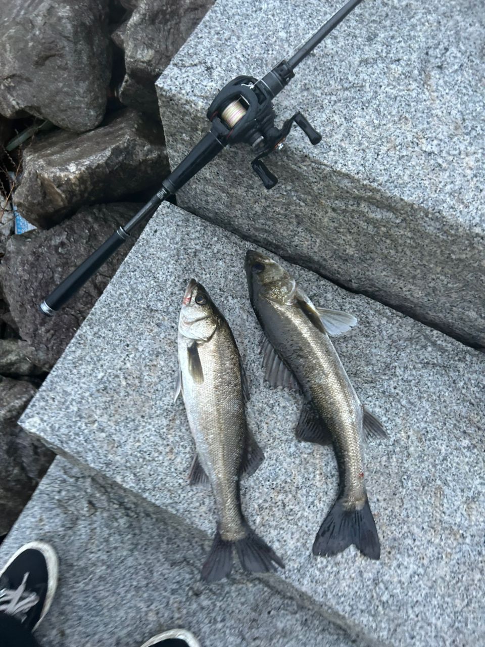 AbuGarcia ソルティーステージ プロトタイプ ベイトフィネスの最安値