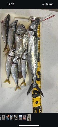シログチの釣果