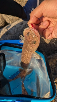 エソの釣果