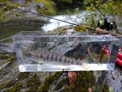 アマゴの釣果
