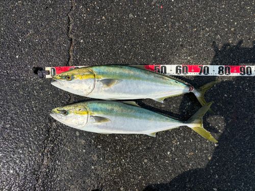 ブリの釣果