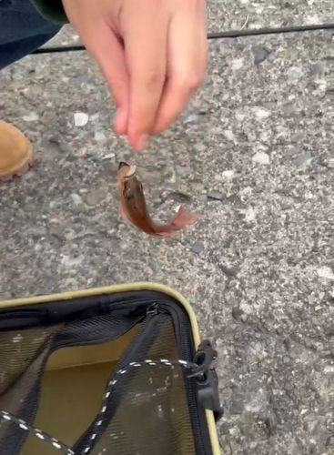 ネンブツダイの釣果