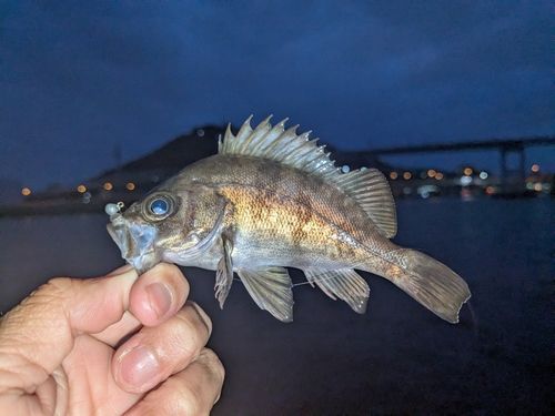 メバルの釣果