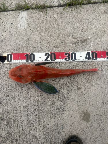 ホウボウの釣果