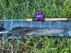 ナマズの釣果