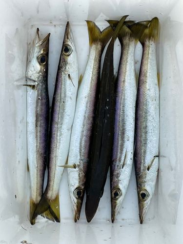 カマスの釣果