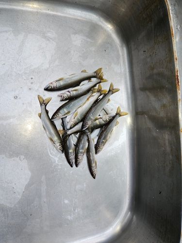 アユの釣果