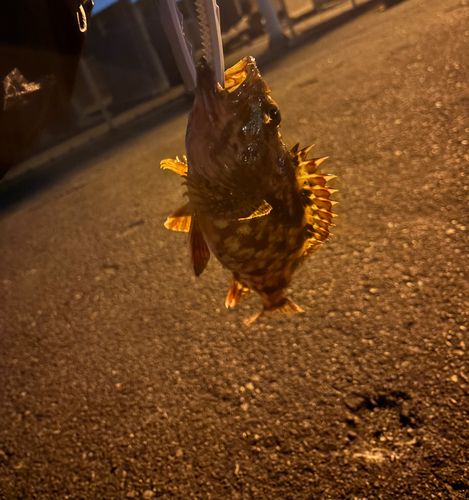 カサゴの釣果