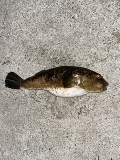 釣果