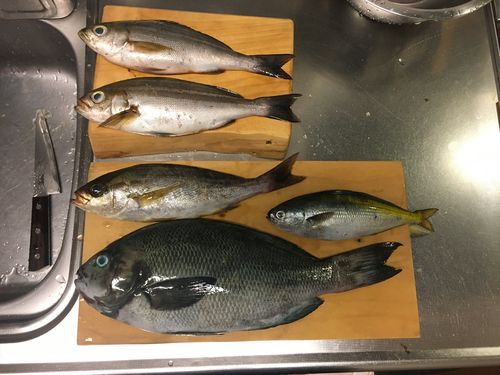 グレの釣果