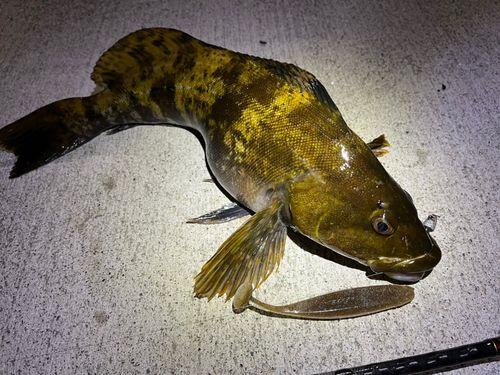 アイナメの釣果