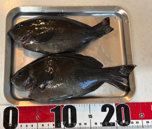 クチブトグレの釣果