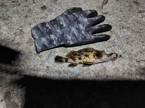 カサゴの釣果
