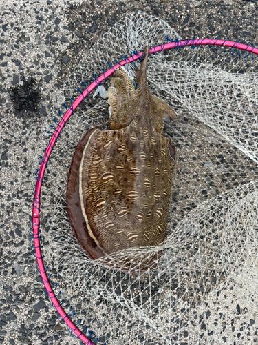 モンゴウイカの釣果