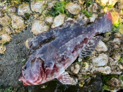 ブダイの釣果