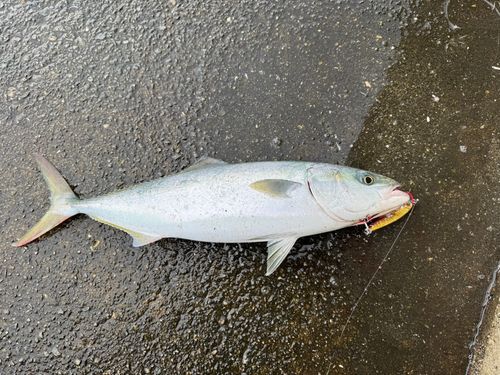 ハマチの釣果