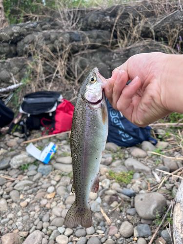 ニジマスの釣果