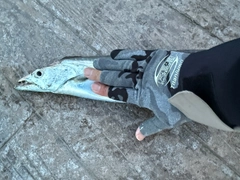 タチウオの釣果