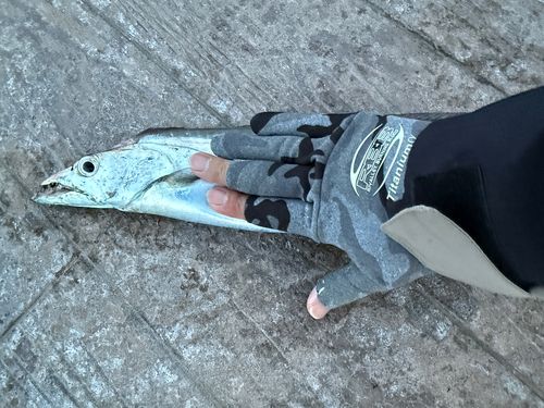 タチウオの釣果