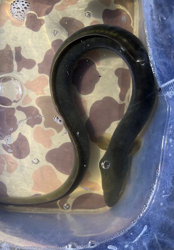ウナギの釣果