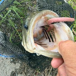 ブラックバスの釣果写真