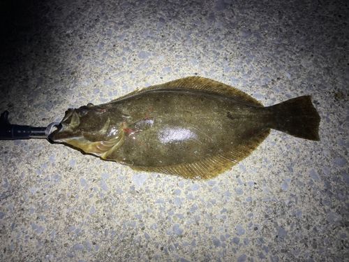 ヒラメの釣果