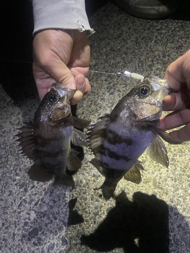 メバルの釣果