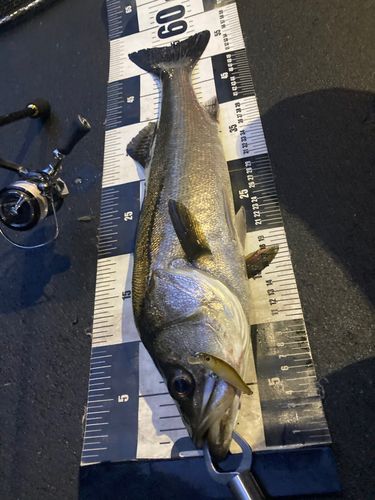シーバスの釣果