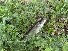 ナマズの釣果