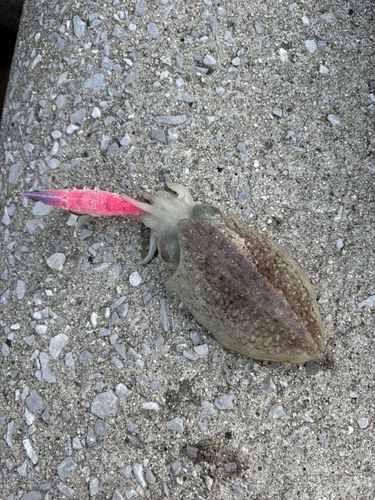 コウイカの釣果
