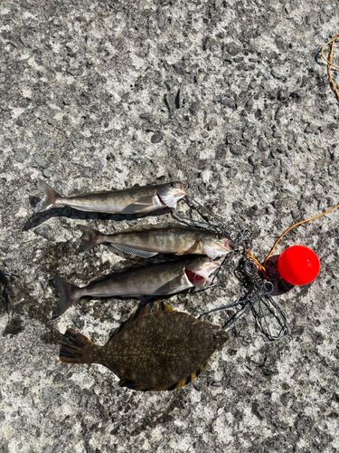 ホッケの釣果