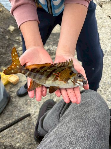 タカノハダイの釣果