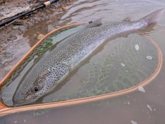 イトウの釣果