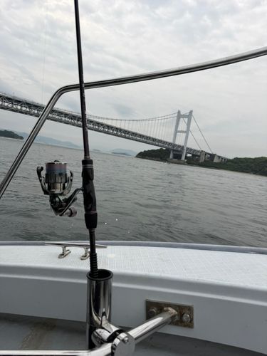 タイの釣果