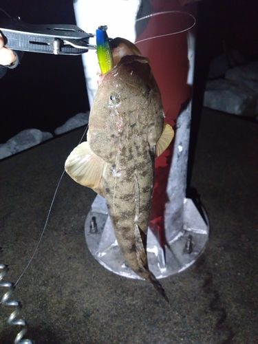 マゴチの釣果