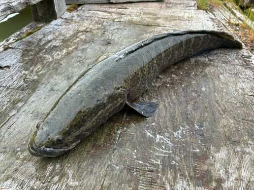 ライギョの釣果