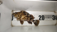 ガシラの釣果