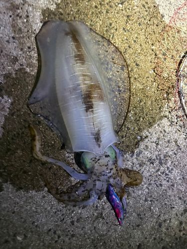 アオリイカの釣果