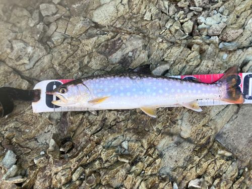 イワナの釣果