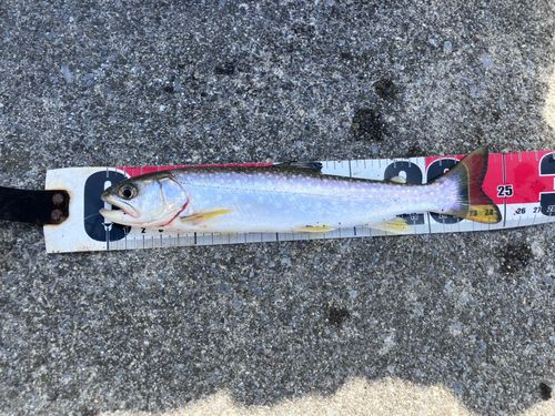 イワナの釣果