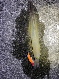 ヤリイカの釣果