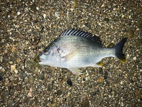 キビレの釣果