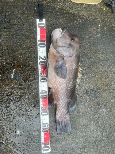 コブダイの釣果