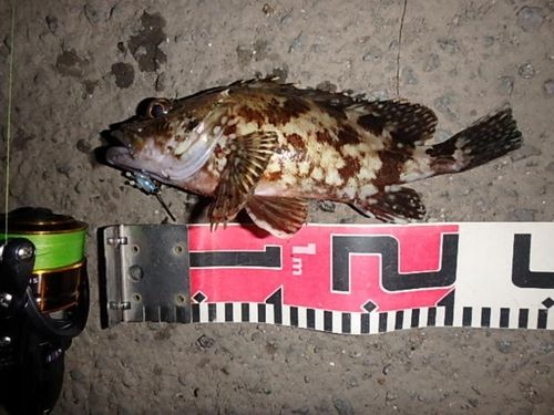 アラカブの釣果