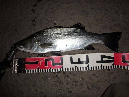 フッコ（ヒラスズキ）の釣果