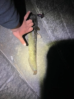 ナマズの釣果