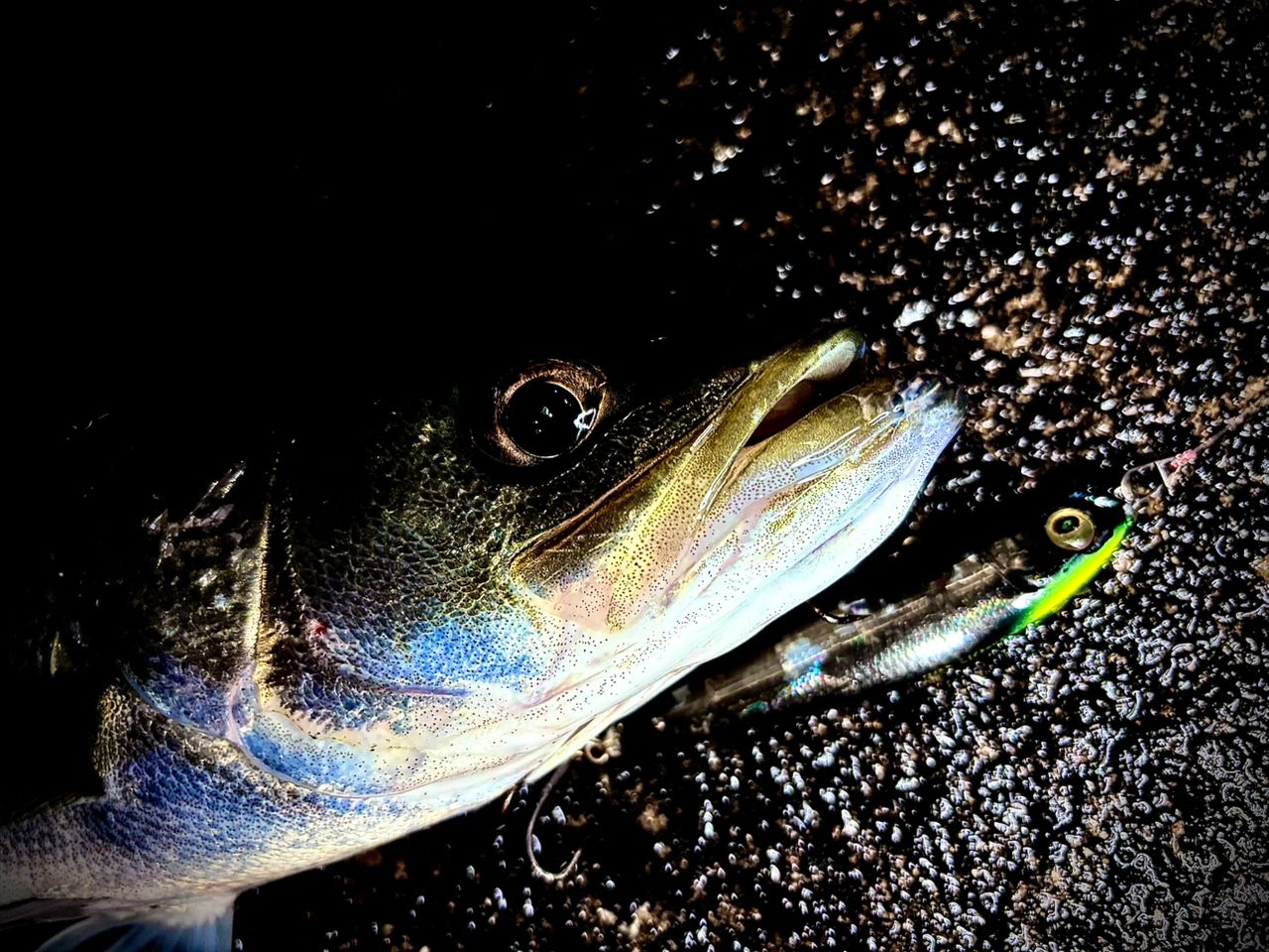 【期間出品】Megabass☆Cookai 空海 CK-92MLS（ジャンク） Megabass 空海 CK-92MLSの最安値・インプレ・釣果 | 本音の口コミが