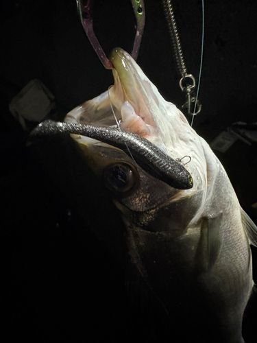 ヒラスズキの釣果